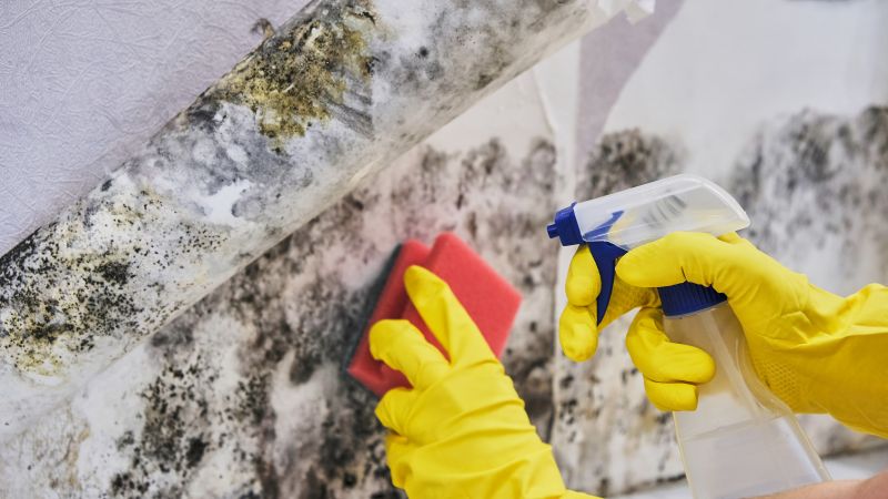 Mildew and Mold Removal